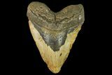 Massive, Fossil Megalodon Tooth - North Carolina #158237-1